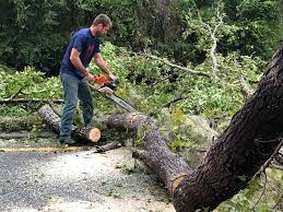 Best Seasonal Cleanup (Spring/Fall)  in California, PA