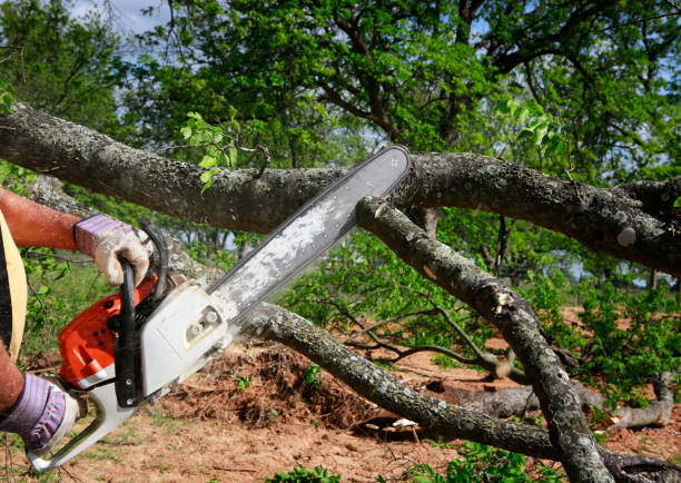 How Our Tree Care Process Works  in California, PA